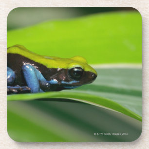 Grün-unterstütztes mantella getränkeuntersetzer