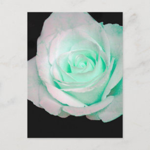 Grün & Weiß Rose... Postkarte