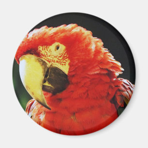 Grün Winged Macaw-Papageien-Vogel-Nahaufnahme Magnet