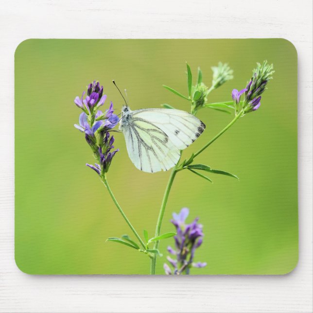 Grünader-Weißling Mousepad (Vorne)