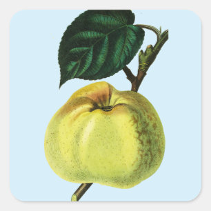 Grünapfel auf einer botanischen Abbildung der Baum Quadratischer Aufkleber