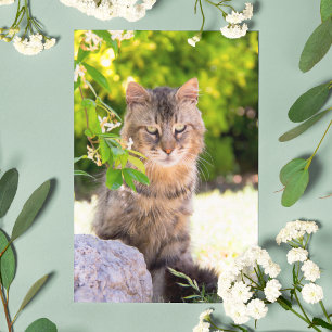 Grünäugige Katze in Ravello Italien Postkarte