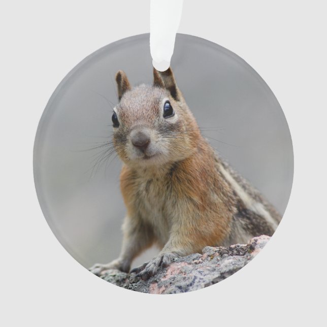 Grundeichhörnchen Ornament (Vorderseite)