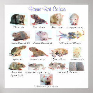 Grundfarben der Ratten Poster
