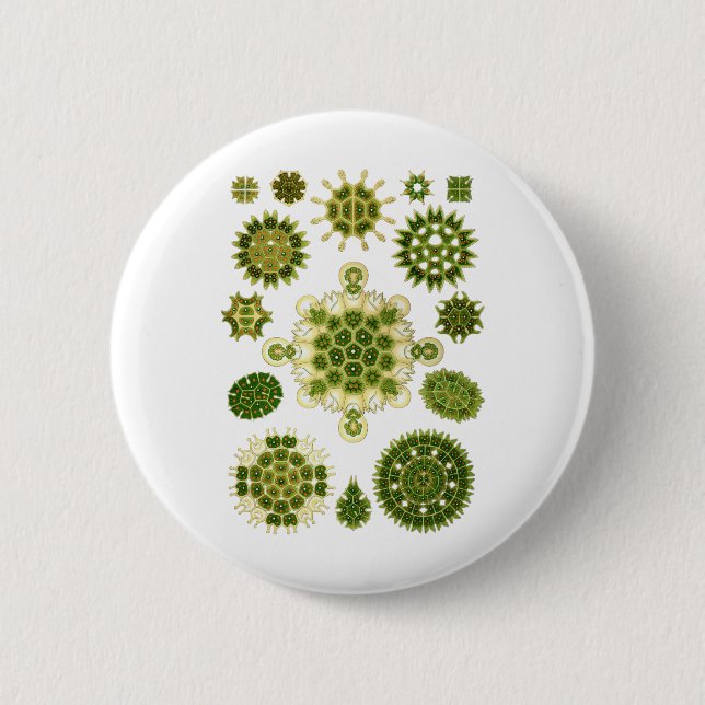 Grüne Algen Button (Vorderseite)