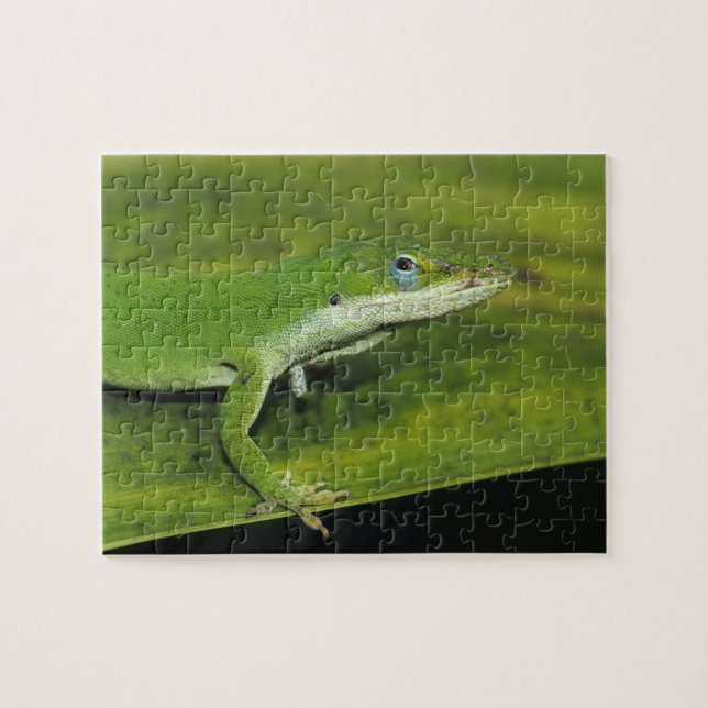Grüne Anole, Anolis carolinensis, erwachsen auf Pa (Horizontal)