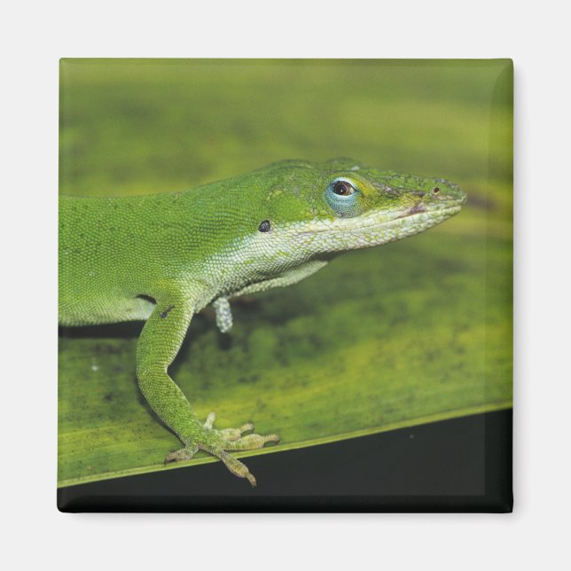 Grüne Anole, Anolis carolinensis, erwachsen auf Pa Magnet (Vorne)