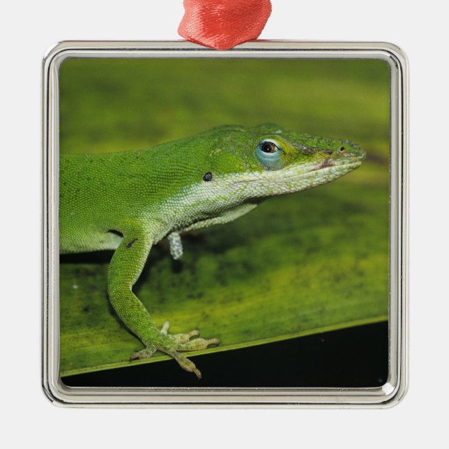 Grüne Anole, Anolis carolinensis, erwachsen auf Pa Ornament Aus Metall (Vorne)