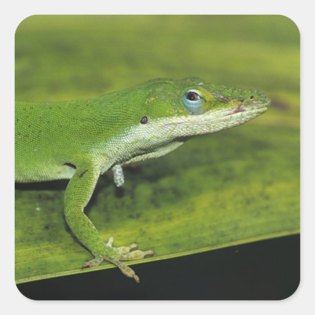 Grüne Anole, Anolis carolinensis, erwachsen auf Pa Quadratischer Aufkleber (Vorderseite)