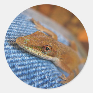 Grüne Anole Lizard Runder Aufkleber