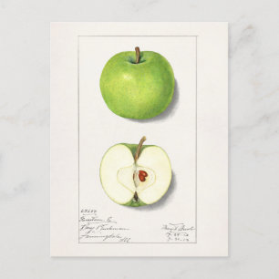 Grüne Äpfel (Malus Domestica) Fruchtmalerei Postkarte