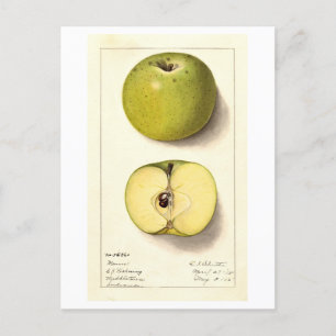 Grüne Apfel-Vintage-Illustration Postkarte