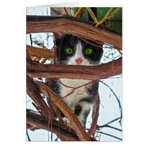 Grüne Augen