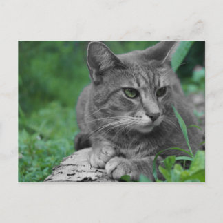 Grüne Augen Postkarte