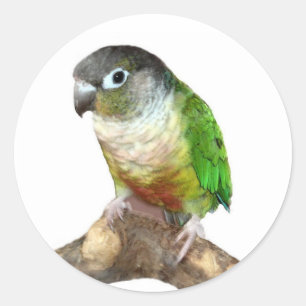 Grüne Backe Conure Runder Aufkleber