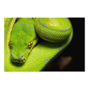 Grüne Baum-Pythonschlange, Galaxie Fotodruck