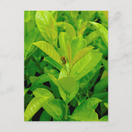 Grüne Biene Postkarte