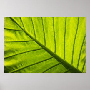 Grüne Blätter aus tropischem Blattwerk in 2 Poster