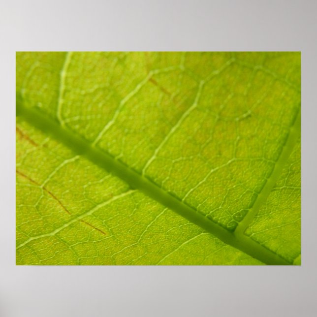 Grüne Blätter Botanische Naturfotografie Poster (Vorne)
