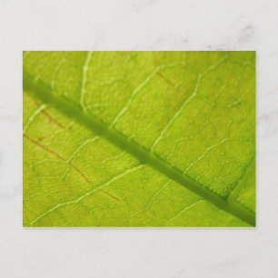 Grüne Blätter Botanische Naturfotografie Postkarte