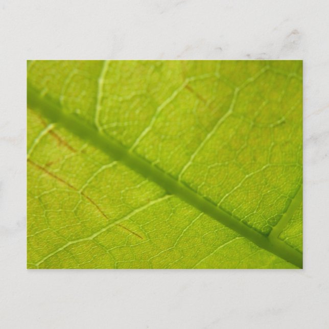 Grüne Blätter Botanische Naturfotografie Postkarte (Vorderseite)