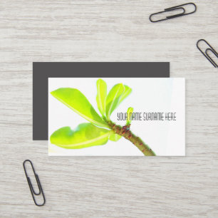 Grüne Blätter Kudu-Lilie Natur Gefühl Visitenkarte
