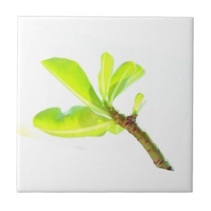 Grüne Blätter Kudu Lily Nature Feel Fliese
