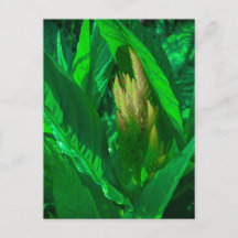 Grüne Blätter mit goldenem Celosia-Blütenstand