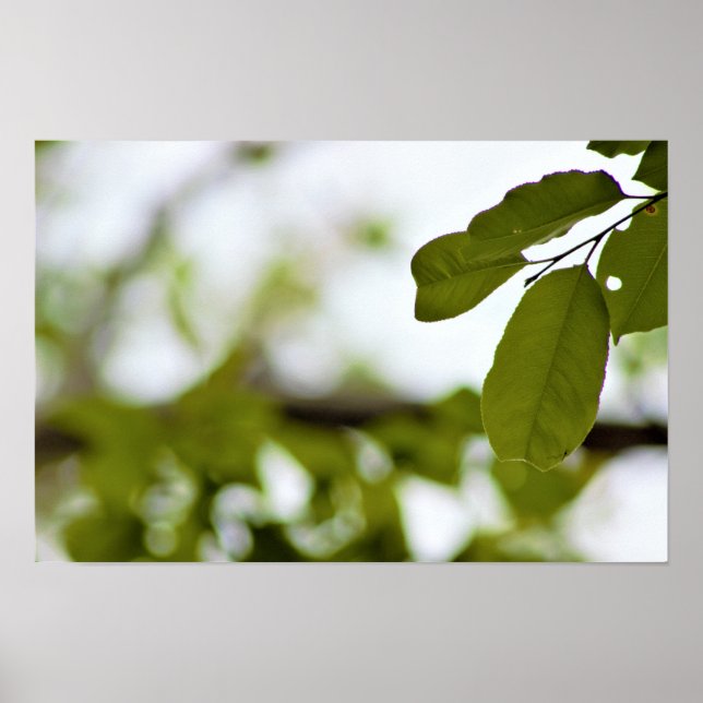 Grüne Blätter Poster (Vorne)
