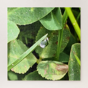 Grüne Blätter Rumänien - Botanische Blätterwandkun