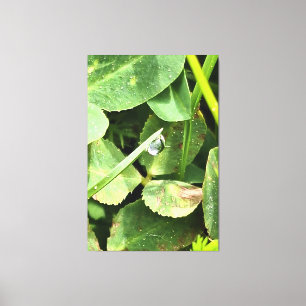 Grüne Blätter Rumänien - Botanische Blattwandkunst Leinwanddruck
