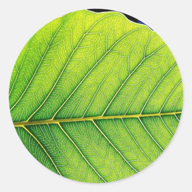 Grüne Blätter Runder Aufkleber (Vorderseite)