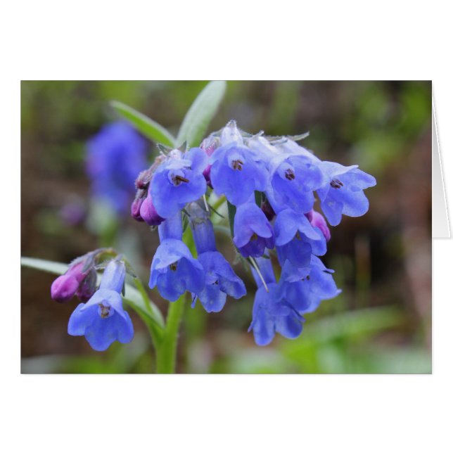 Grüne Bluebells (Vorderseite (Horizontal))