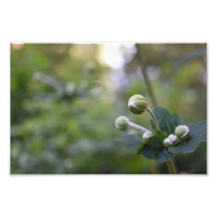 Grüne Blume Bud Garden Naturfotografie Florenz Fotodruck
