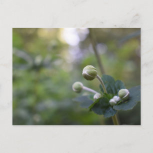 Grüne Blume Bud Garden Naturfotografie Florenz Postkarte