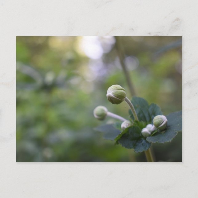 Grüne Blume Bud Garden Naturfotografie Florenz Postkarte (Vorderseite)