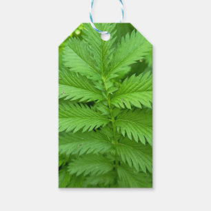 Grüne botanische Blätter-Geschenkkarte Geschenkanhänger