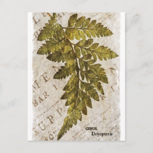 Grüne Botanische Ferns tropische Vorlage Postkarte