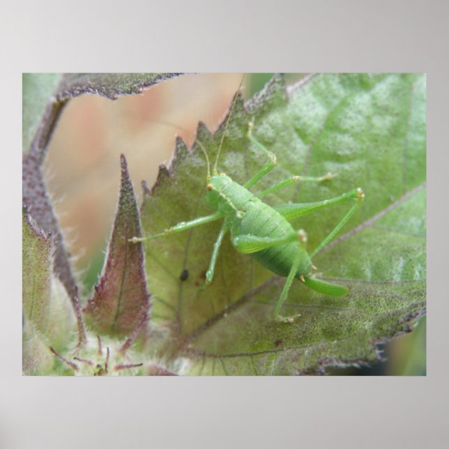 Grüne Cricket auf der linken Seite Poster (Vorne)