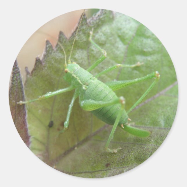 Grüne Cricket auf einem Bleistiftgerät Runder Aufkleber (Vorderseite)