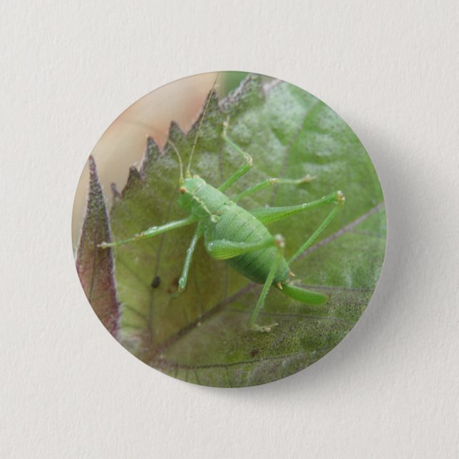 Grüne Cricket auf einem linken Knopf Button (Vorderseite)