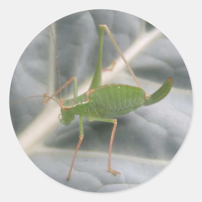 Grüne Cricket-Makroaufkleber Runder Aufkleber (Vorderseite)