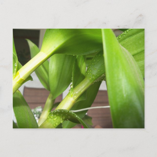 Grüne Dendrobium Orchid-Pflanze geschlossen Postkarte (Vorderseite)