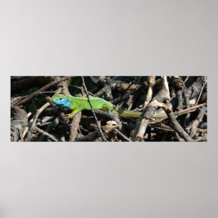 Grüne Eidechsen-Foto-Wert-Plakat Pape Poster