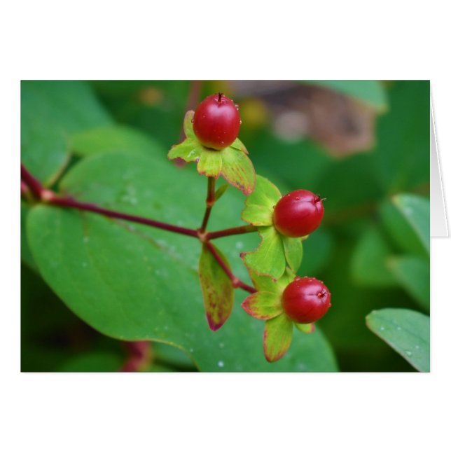 Grüne Erde (Vorderseite (Horizontal))