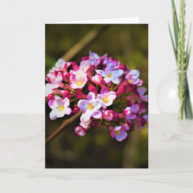 Grüne Erde, Karte (Vorderseite)