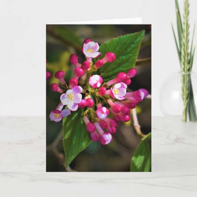 Grüne Erde, Karte (Vorderseite)