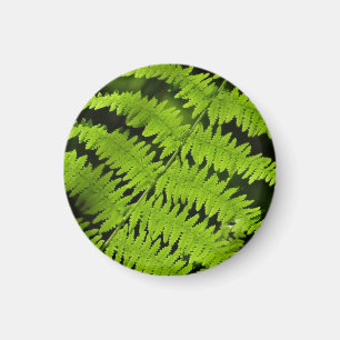 Grüne Farn Magnet