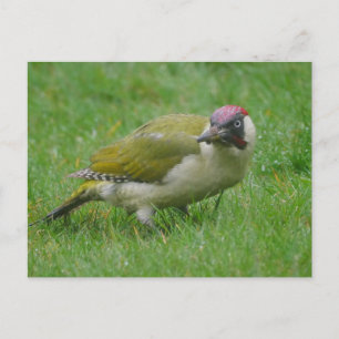 Grüne Fleckenkarte Postkarte