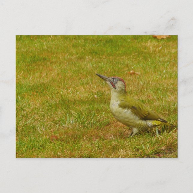 Grüne Fleckenkarte Postkarte (Vorderseite)